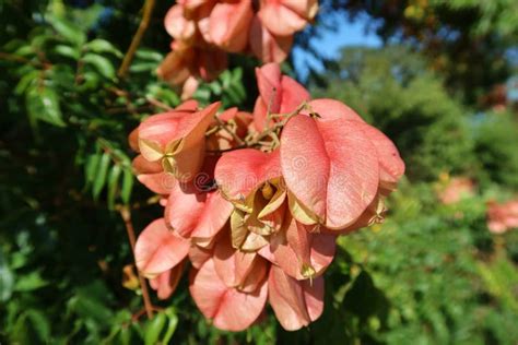 Seed Pods On Goldenrain Tree Koelreuteria Paniculata Closeup Stock