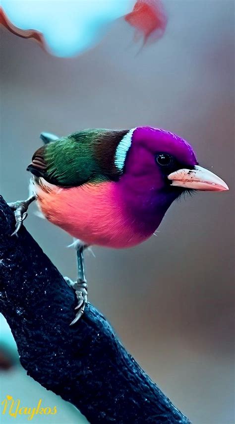 Pin On Mis Favoritos Beautiful Birds Exotic Birds Pretty Birds