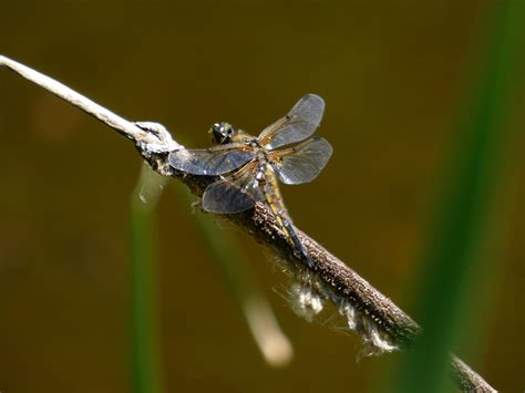 Zambotrekking » LA NATURA DELL’ALPE DELLA LUNA – Domenica 30 Luglio