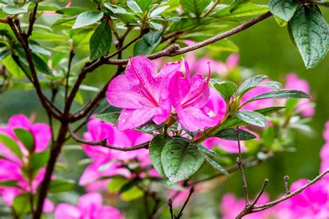 Azalea Plant Care Guide Tips And Tricks For Healthy Growth