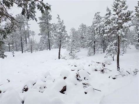 La Jornada Nevadas En 12 Municipios De Chihuahua Y El Norte De Sonora