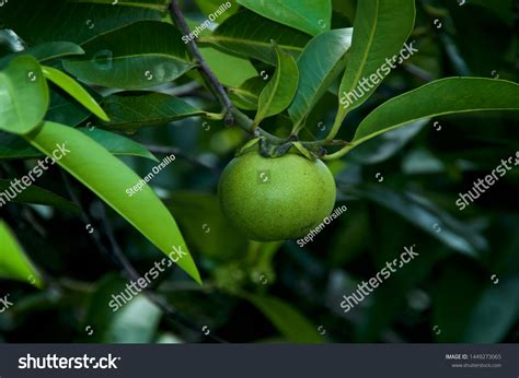 Manchineel Images, Stock Photos & Vectors | Shutterstock