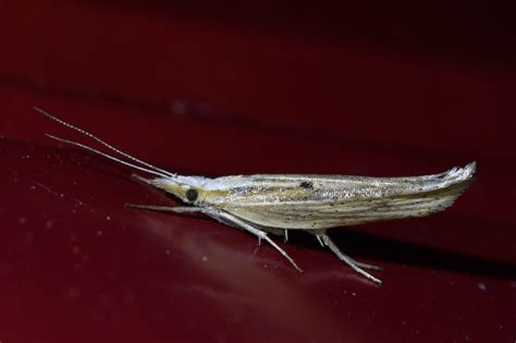 R F Insecta Lepidoptera Ypsolophidae Ypsolopha