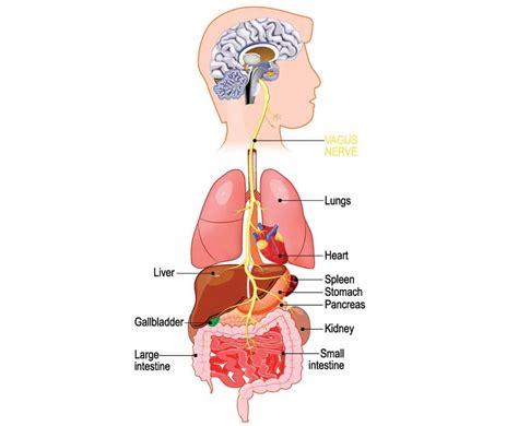 迷走神经与内脏疾病的评估与治疗 MedSci cn