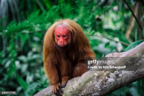 73 Uakari Monkey Stock Photos, High-Res Pictures, and Images - Getty Images