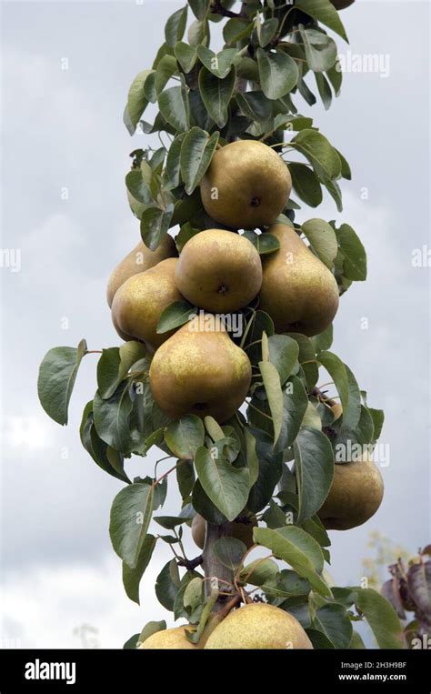 Pome Fruit Plants High Resolution Stock Photography And Images Alamy