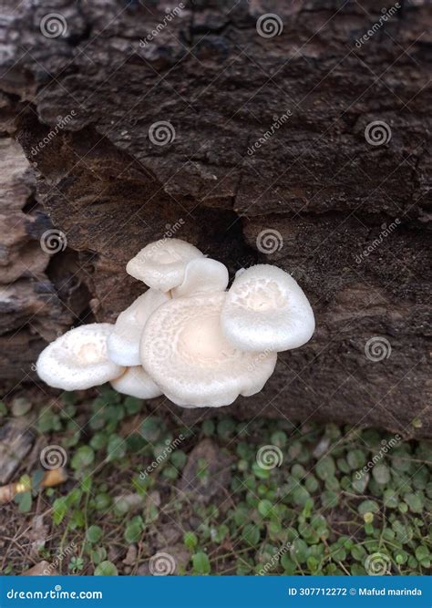 White Fungus that Grows on Dry Wood Stock Photo - Image of white, wood