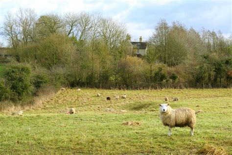 White Sheep on Farm · Free Stock Photo