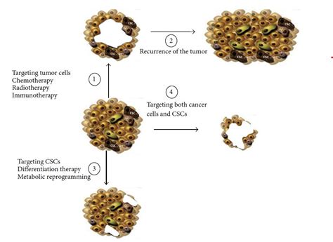 Tuer Les Cellules Souches Cancéreuses Par Traitement Métabolique Tm 1