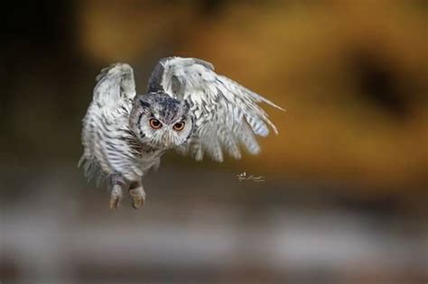 Pin von Rossella tosetti auf Cuccioli di gufo Eule Tiere Vögel