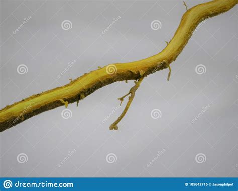 Close Up Of Berberis Barberry Root Cut In Half To Show Yellow Pigment