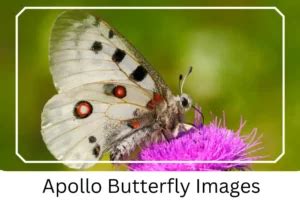 Apollo Butterfly: Identification, Facts, & Pictures