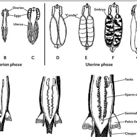 Schematically illustrated maturity stages for aplacental viviparous ...