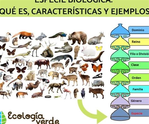 Especie Biol Gica Caracter Sticas Y Ejemplos De Diversidad Eco