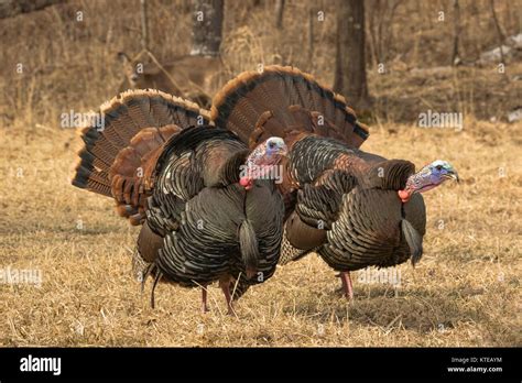 Eastern wild Turkey Stock Photo - Alamy