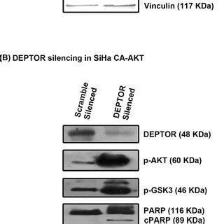 Ca Akt Overexpression Failed To Overcome Apoptosis Induced By Deptor