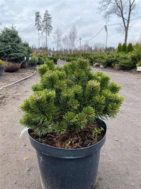 Сосна горная (Pinus mugo) - купить саженцы горной сосны по лучшей цене ...