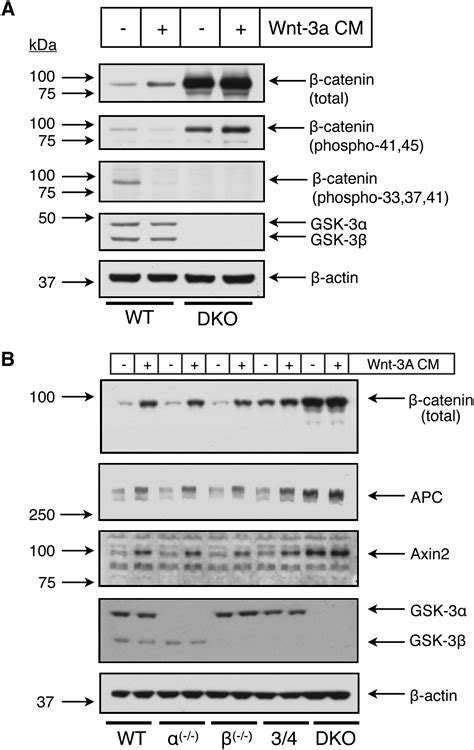 Functional Redundancy Of Gsk 3α And Gsk 3β In Wntβ Catenin Signaling