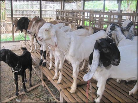 3 Kambing Lokal Asal Indonesia Elinotes Review