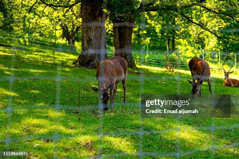 46 Dilijan National Park Stock Photos High Res Pictures And Images