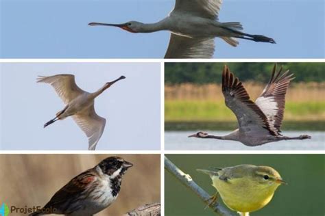 OISEAUX MIGRATEURS : NOMS, CARACTÉRISTIQUES et PHOTOS