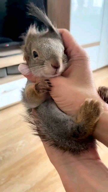 A Person Holding A Small Squirrel In Their Hand While It Is Being Held