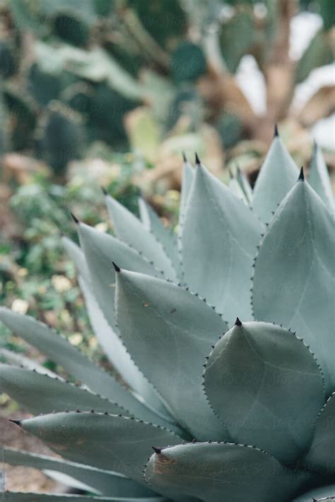 "Desert Succulents Growing In A Botanical Greenhouse" by Stocksy ...