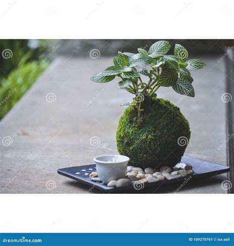 Japanese Moss Ball Plant - agnes-uesimplysux