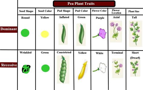 Dominant And Recessive Traits Chart