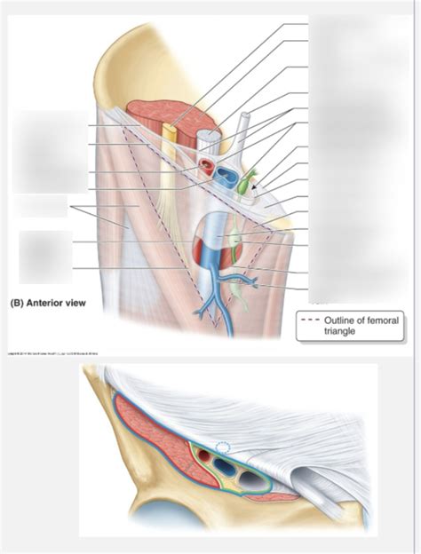 Femoral Sheath Diagram Quizlet