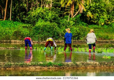 Koh Yao Yai Activities Photos, Images and Pictures