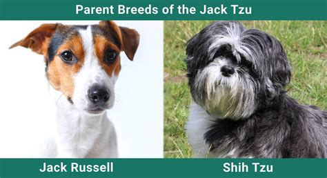 Jack Tzu (Jack Russell Terrier & Shih Tzu Mix): Info, Pictures, Care