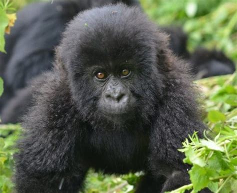 Natural Mountain Gorilla Predators - Cost of mountain gorilla trekking