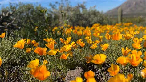 Arizona Could Be In For A Superbloom Wildflower Season 12news