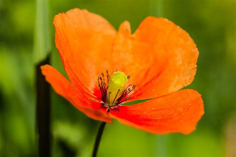 Mohn Klatschmohn Mohnbl Te Kostenloses Foto Auf Pixabay