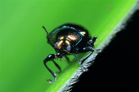 The Samosaurus Chronicles Small Shiny Beetle