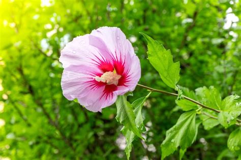 Premium Photo Korean National Flower In The Name Rose Of Sharon Or