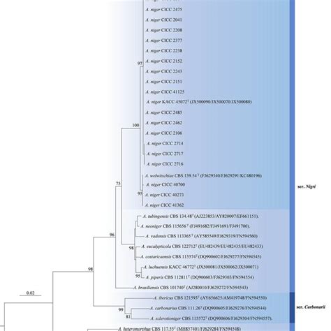 Phylogenetic Trees Derived From Maximum Likelihood Ml Analysis Based