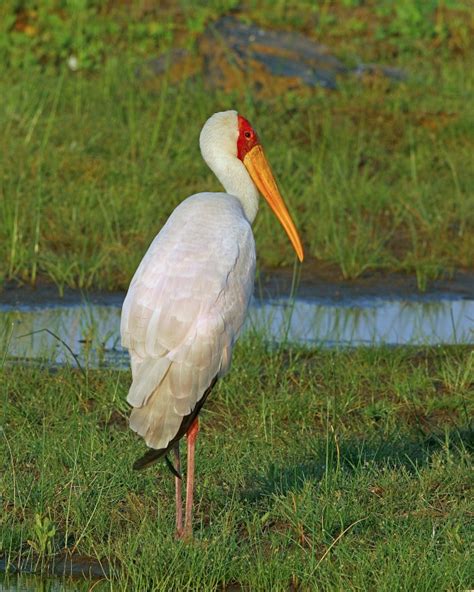 African Waterbirds - Nature & Wildlife Photography