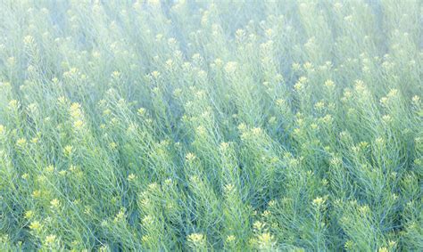 Flixweed Prairie Grass Viewpoint Photographic Art Center