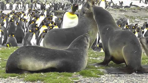 Antarctic Fur Seals And King Penguins Youtube