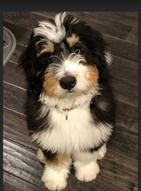 Tri Color Bernedoodle Bernedoodle Puppy Bernedoodle Puppies