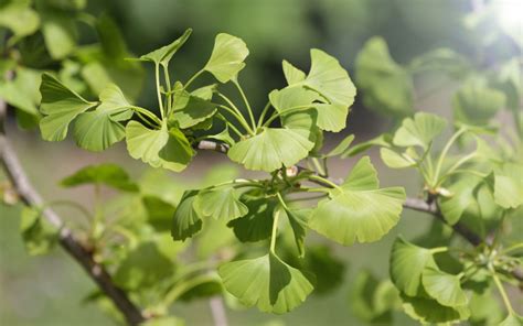 Mieux comprendre l influence des plantes sur le système nerveux Dousopal