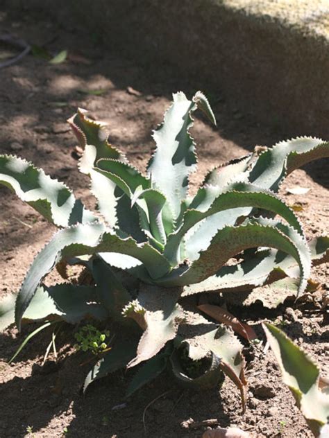 Xl Blue Wave Ruffled Leaf Agave Plant Agave Gypsophila Urban Xeriscape