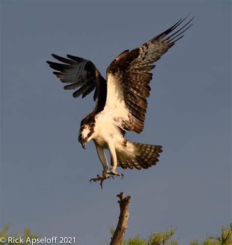 Ospreys | Blue Cypress Lake