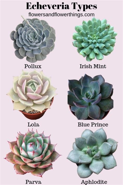 Types Of Succulents Plants Propagating Succulents Succulent Gardening