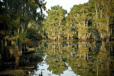 Lake Bistineau State Park - Alchetron, the free social encyclopedia