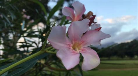 Different Types of Oleander Plant Varieties & Tree Species ...