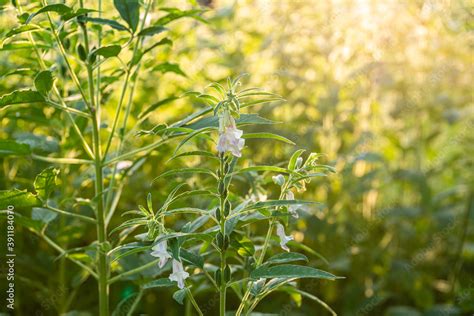 Farmland in the growth of sesame on tree in sesame plants. Stock Photo ...