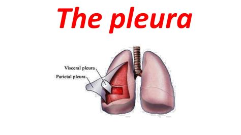 SOLUTION Tut Pleura Studypool